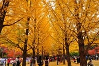 Korea_Autumn