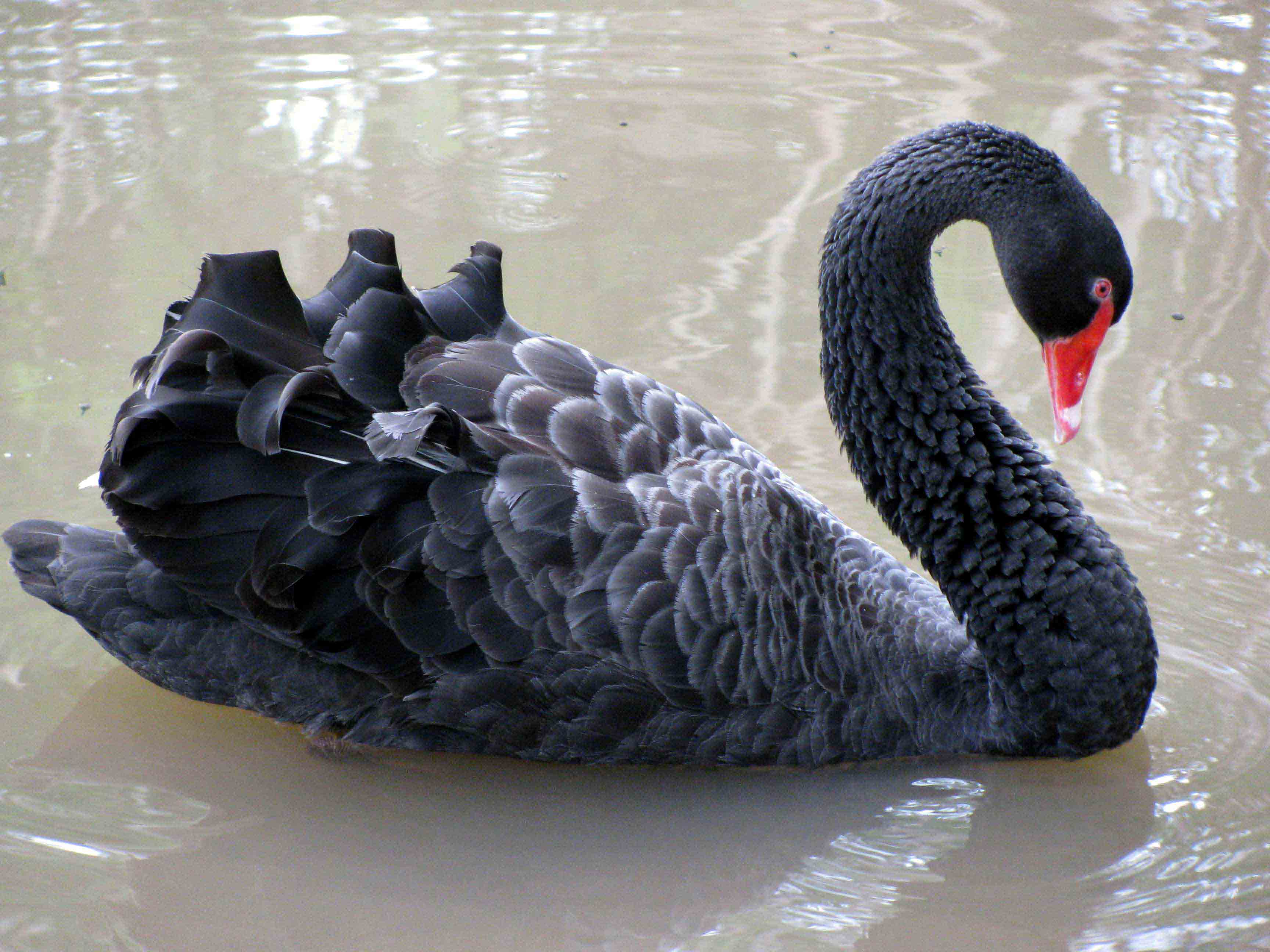 Black Swan หรือ "หงส์ดำ"