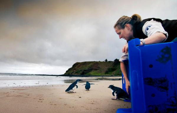 Phillip Island Nature Park