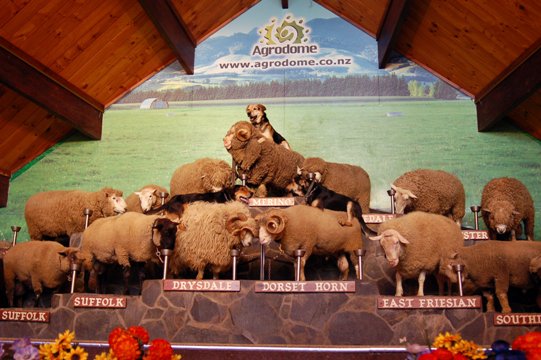 Sheep Show